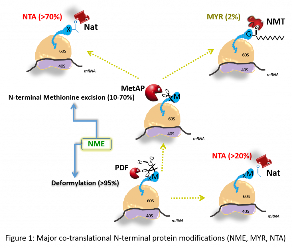 Major co-translational N-terminal protein modification (NME, MYR, NTA)