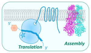 Topic BIOMIT Bonnefoy – Institute for Integrative Biology of the Cell Topic BIOMIT Bonnefoy – Institute for Integrative Biology of the Cell