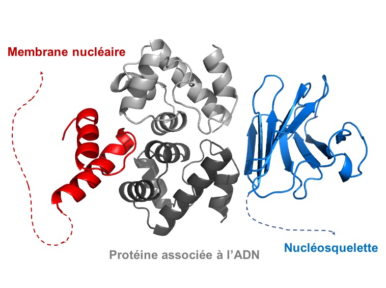First structural description of the binding properties of human nuclear lamins. The arrow shows the interface that is disrupted in lamin variants associated to accelerated ageing syndromes (Samson, NAR, 2018, doi: 10.1093/nar/gky736).