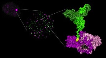 accumulation of protein at the irradiation site in a cell nucleus; - protein aggregates visualized under super-resolution microscopy; - molecular complex characterized by X-ray crystallography. (Nemoz, 2018, NSMB, doi: 10.1038/s41594-018-0133-6) © PCalsou / JBCharbonnier