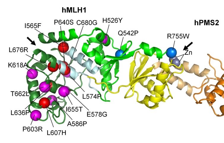 Model of hMutLα (CTD) from the crystal structure of S. cerevisae hMutLα. The figure shows the position of MLH1 missense mutations associated with colorectal cancer. The colour code reflects a potential impact  of these mutations (Gueneau, NSMB, 2013, doi: 10.1038/nsmb.2511) © JBCharbonnier