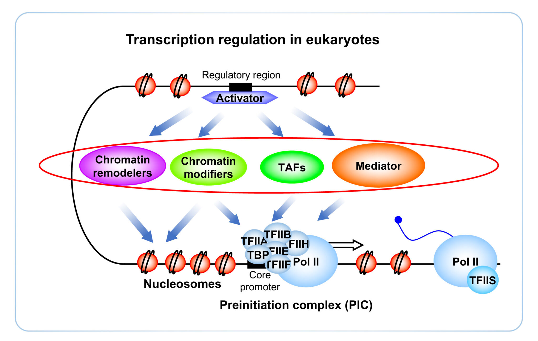 Topics Soutourina J Institute For Integrative Biology Of The Cell