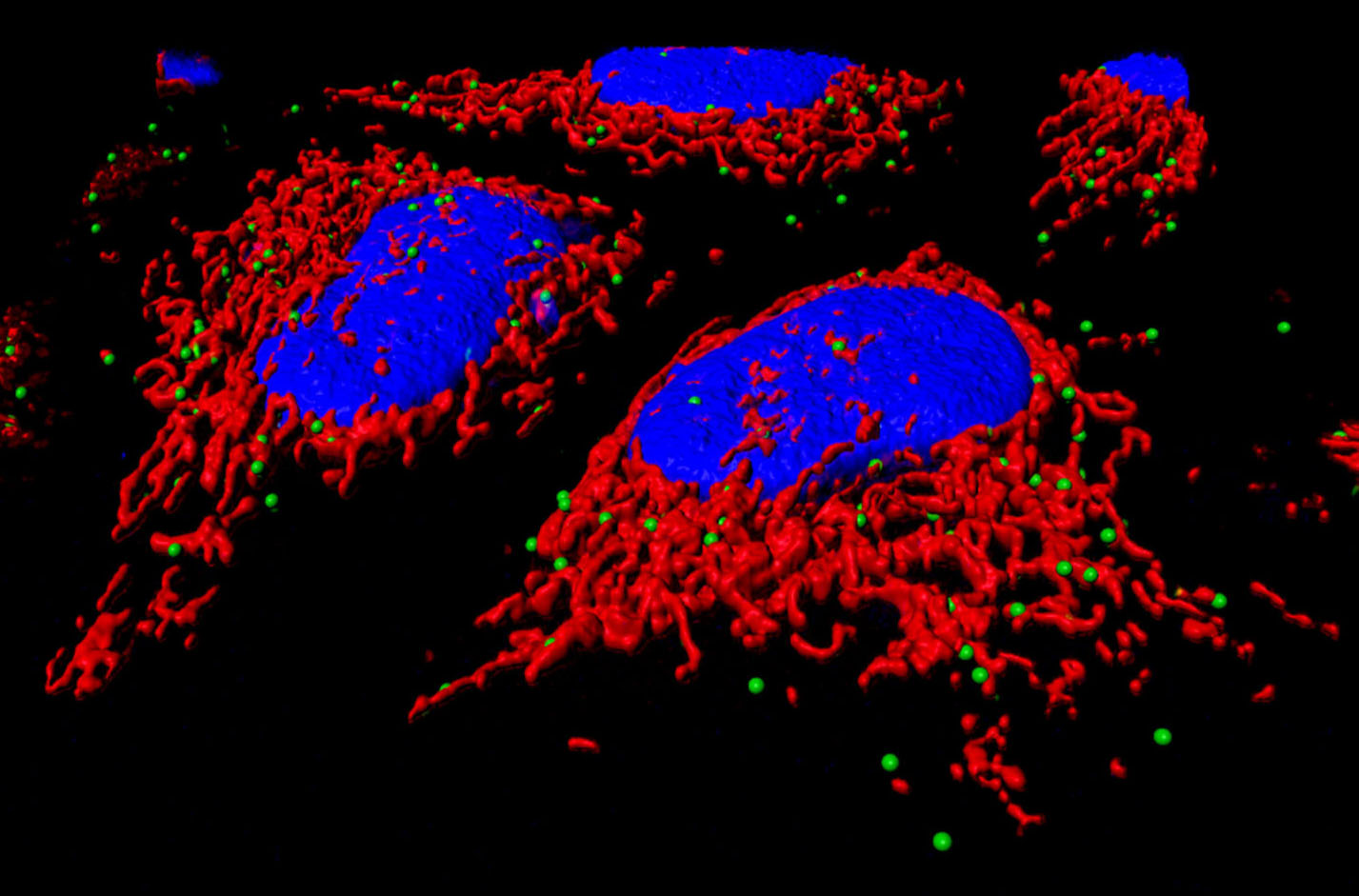 Mitochondria MAM in 3D