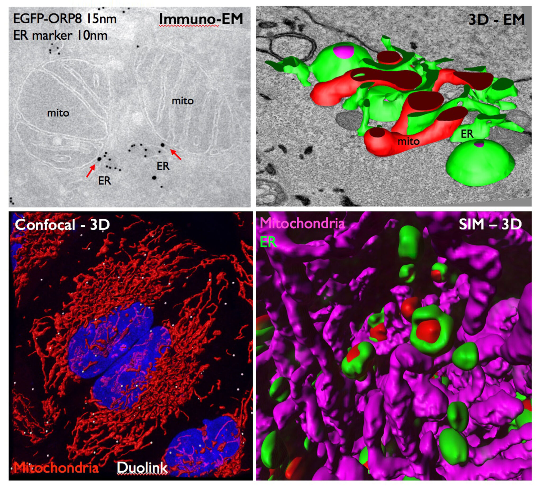Page equipe Giordano – Institute for Integrative Biology of the Cell