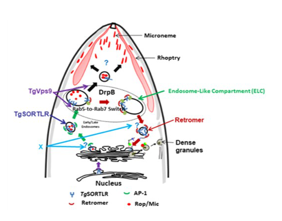 Figure 1: Membrane trafficking during secretory organelles