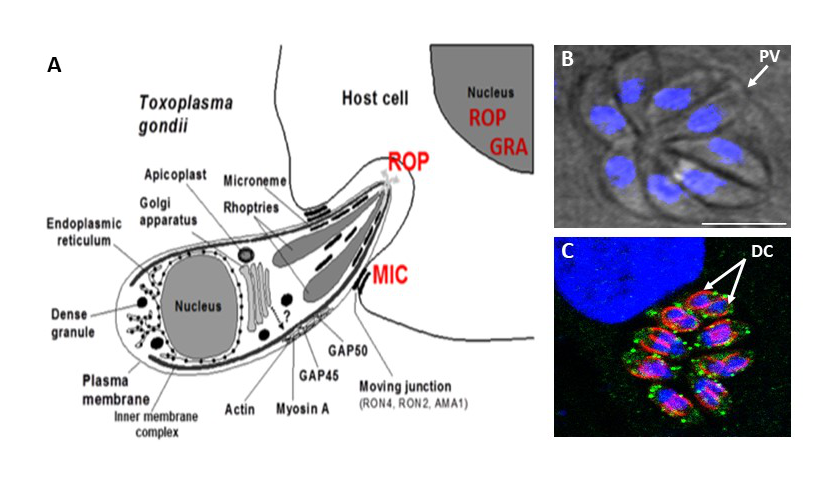 Toxoplasma entry into host cell and parasite replication