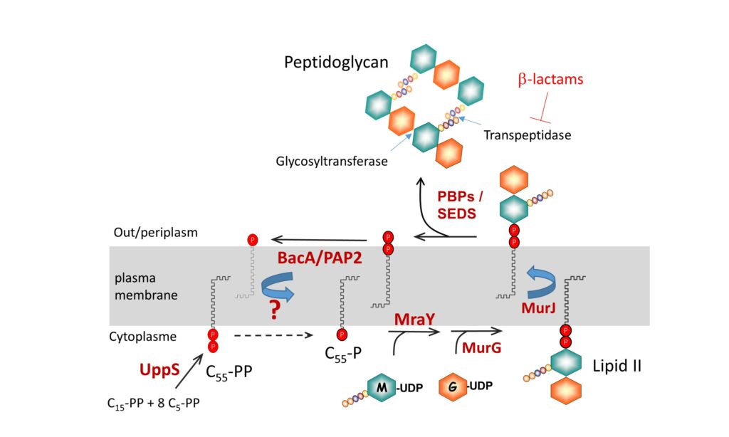 Page equipe Touzé – Institute for Integrative Biology of the Cell Page equipe Touzé – Institute for Integrative Biology of the Cell