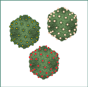 Self-assembly of large capsids: generating synthetic biocompatible nanoparticles that could be functionalized