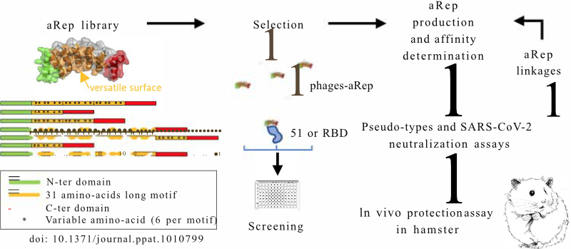 IPGA: A handy integrated prokaryotes genome and pan‐genome analysis web  service - Liu - 2022 - iMeta - Wiley Online Library