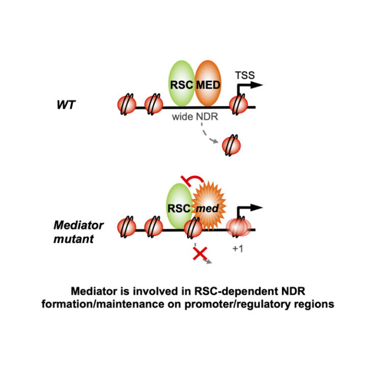 Staphylococcus aureus: a new mechanism involved in virulence and antibiotic resistance - News from the Institut Pasteur