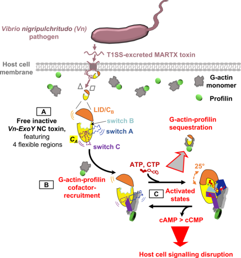 Staphylococcus aureus: a new mechanism involved in virulence and antibiotic  resistance - News from the Institut Pasteur