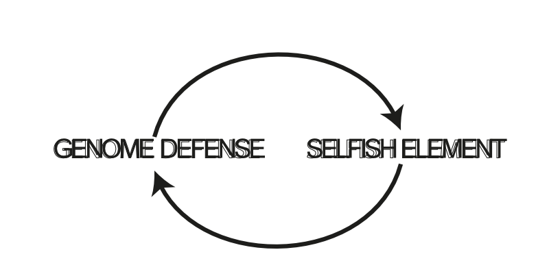 Evolutionary arm race between selfish genetic elements and genome defense
