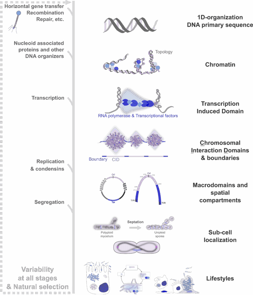 . Image representing the different layers of the bacterial chromosome organization