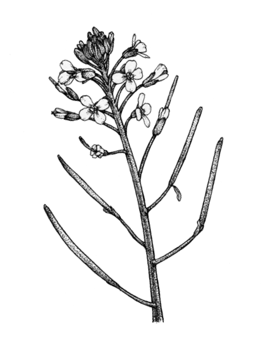 Arabidopsis_doodle : Black-and-white botanical drawing of an Arabidopsis thaliana plan