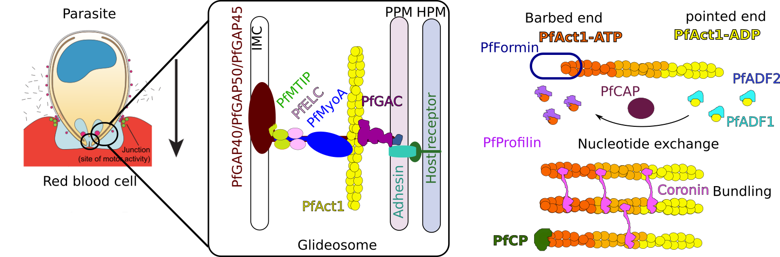 Regulation of the actin cytoskeleton in Plasmodium falciparum by actin-binding proteins.