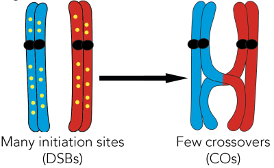 Fig1_DSB_to_COs : Schematic illustrating meiotic crossover formation.