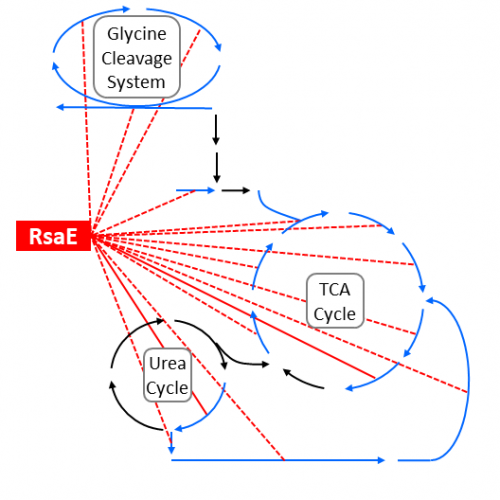 Metabolic network down-regulated by the RsaE sRNA