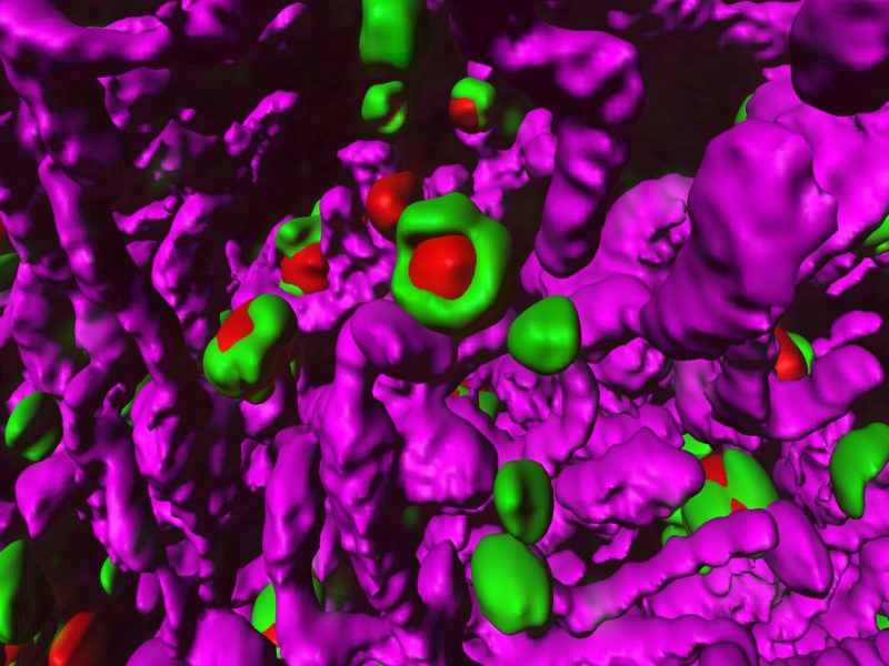Mitochondria contacts in 3D