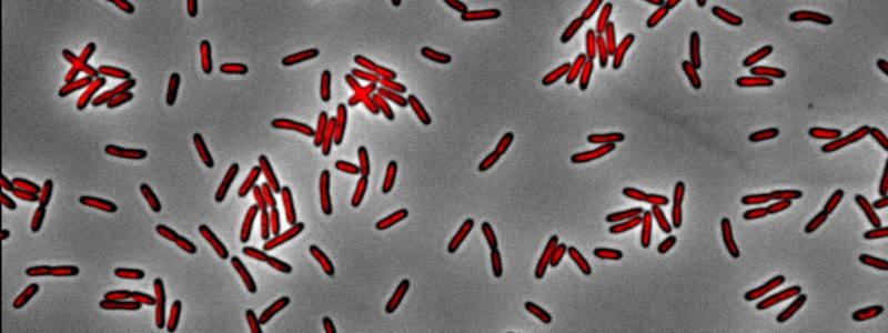 Pseudomonas_chromosome