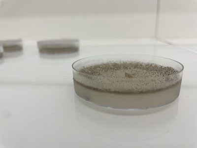 Sordaria_petri : Photograph of a Petri dish containing a dense, pale Sordaria macrospora fungal culture covered with numerous small dark fruiting bodies.