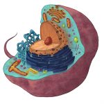 illustration cellule-reduite