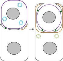 vignette-apoptosis-autophagy